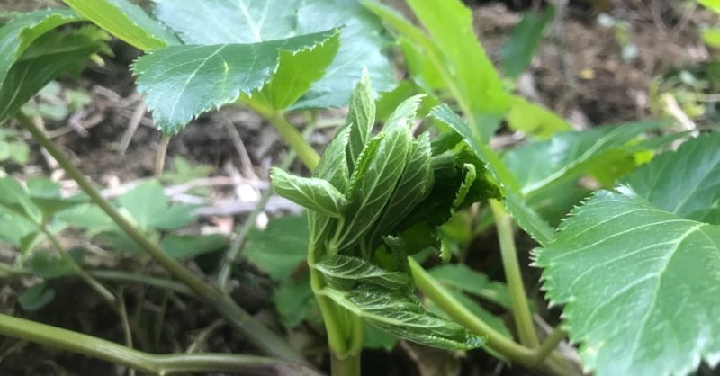 220227-植物-明日葉 新芽集