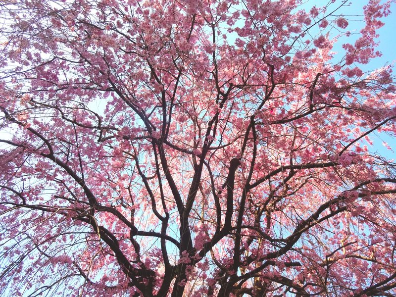 ３②座談会 画像② 空と桜