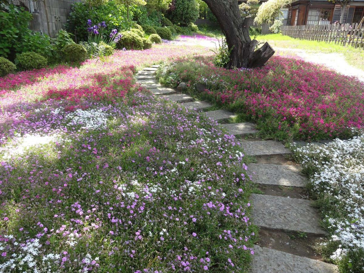 ３② 座談会 画像④ 芝桜