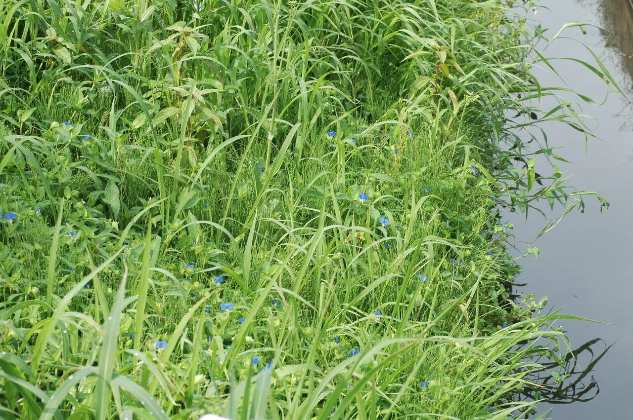 画像6