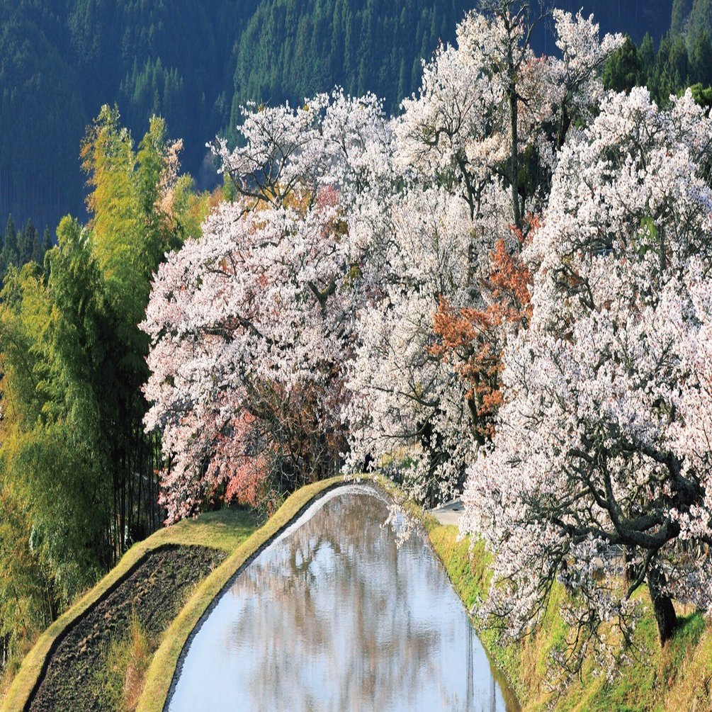 今年も咲いたね」 写真家・米美知子が伝える桜の魅力｜ブンイチ（文一