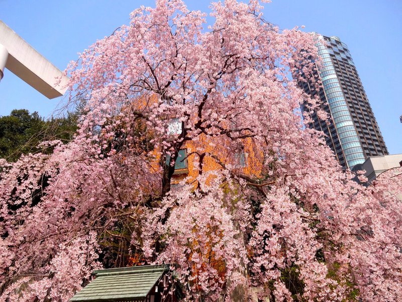 ３② 座談会 画像③　六本木の桜