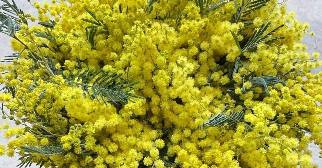ミモザの花粉は大丈夫らしい るいまま Note