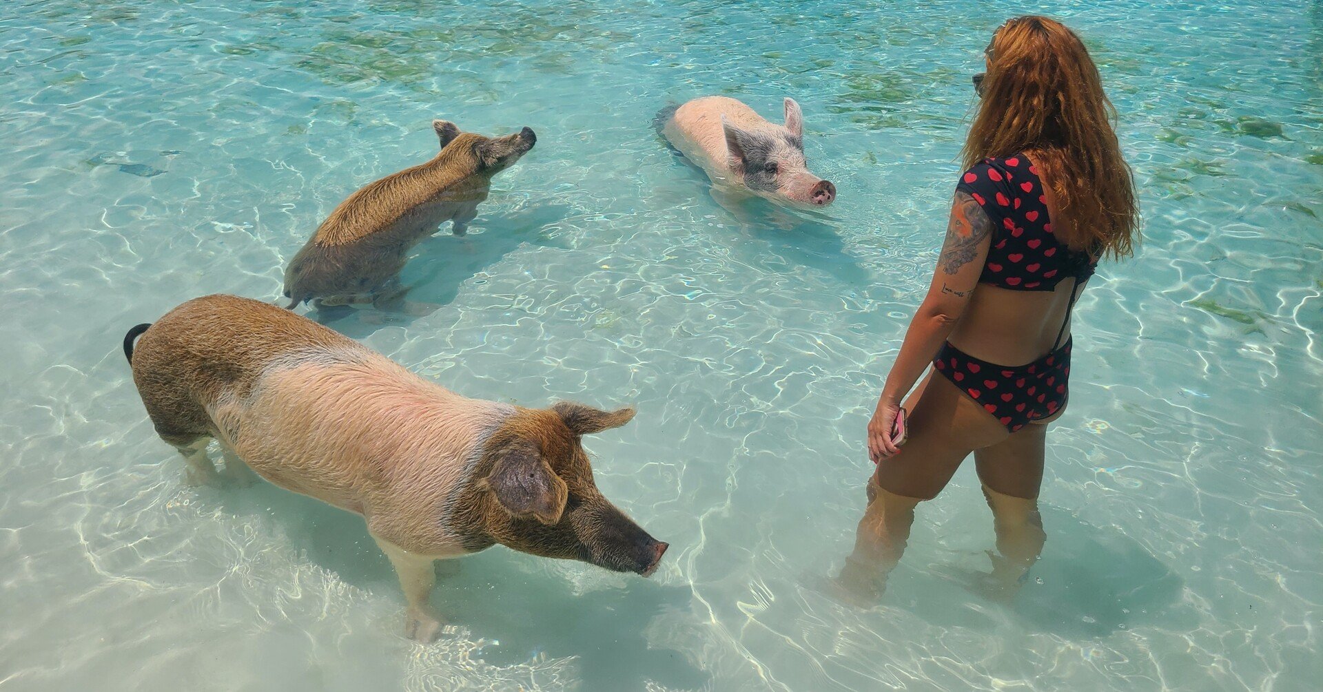 バハマ 豚が泳ぐピッグビーチのアクセス Mami Note