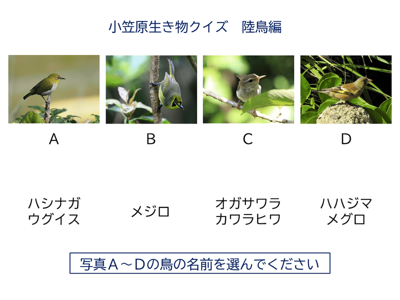 小笠原生き物クイズ陸鳥編 (1)