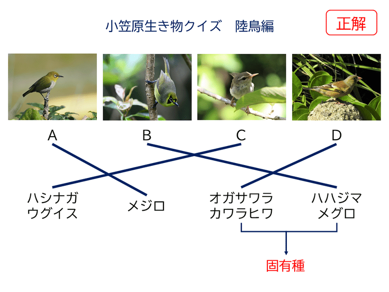 小笠原生き物クイズ陸鳥編 (2)