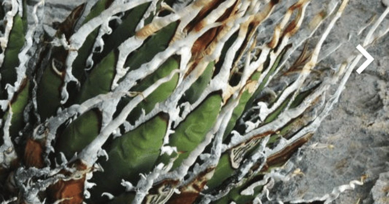 メルカリで買った、エボリスピナの種子の実生記録［随時更新］｜うめ