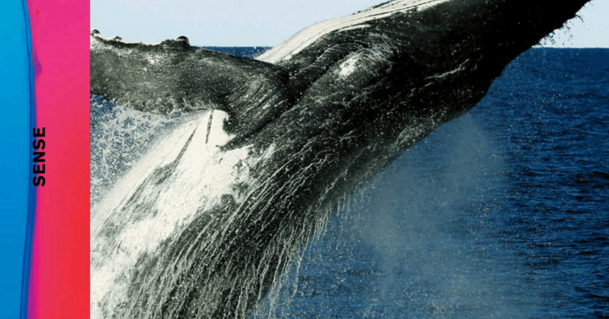 ミスチル、Mr.Children、SENSE LPジャケット盤 【公式通販】