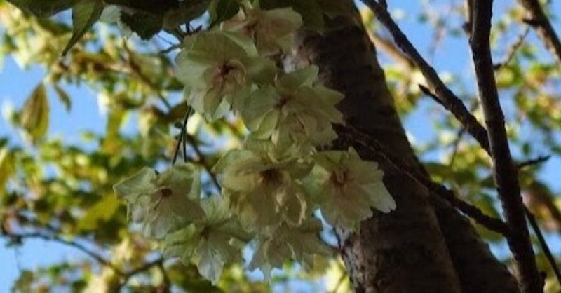 緑色の桜の花…御衣黄（ぎょいこう）
