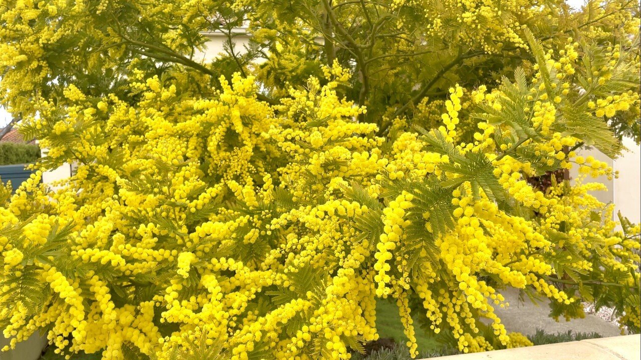 こんにちはichiです 日本では春の訪れを告げる花といえば桜ですが フランスは太陽をイメージさせてくれる鮮やかな黄色いミモザが定番です 明るい色のミモザは 厳しい寒さから閉じてしまっていた心の奥までも照 Chef Ichi Note