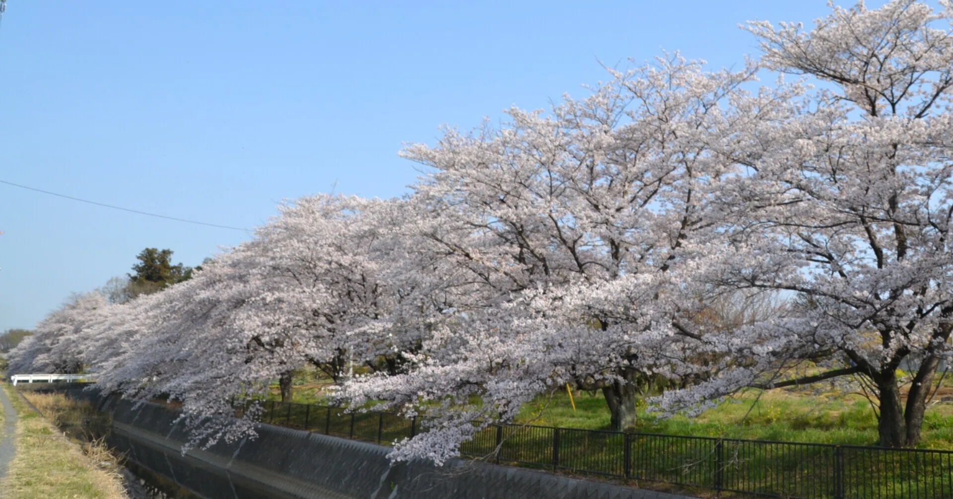 春うらら〜隠れた桜の名所 寄居町〜｜寄居まちづくりNOTE