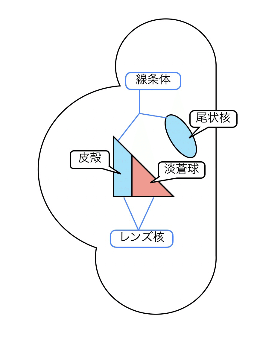 大脳基底核 線条体とレンズ核の覚え方 やくほーし Note 大脳基底核 線条体とレンズ核の覚え方 やくほーし Note