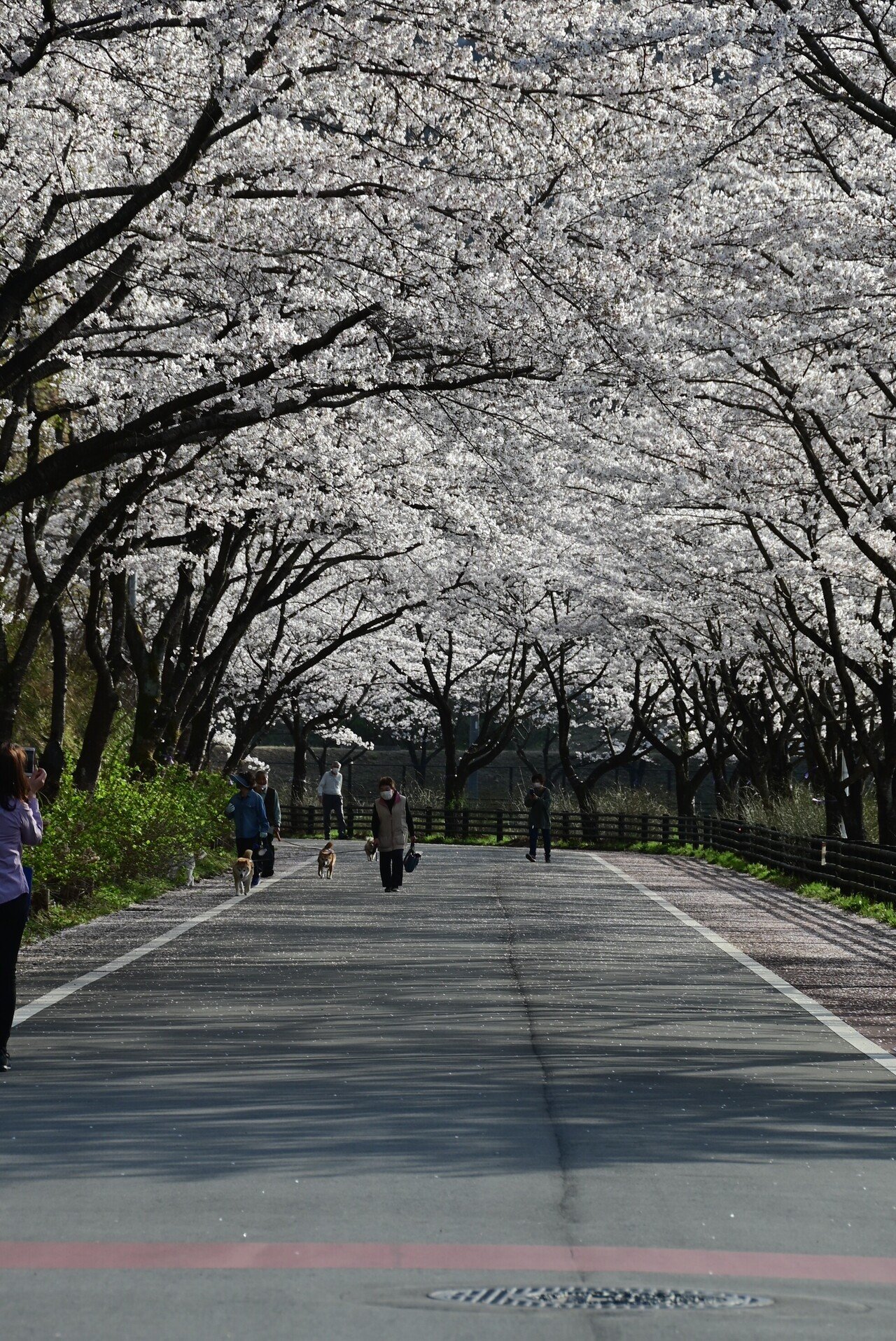 桜散る 桜 | 1981