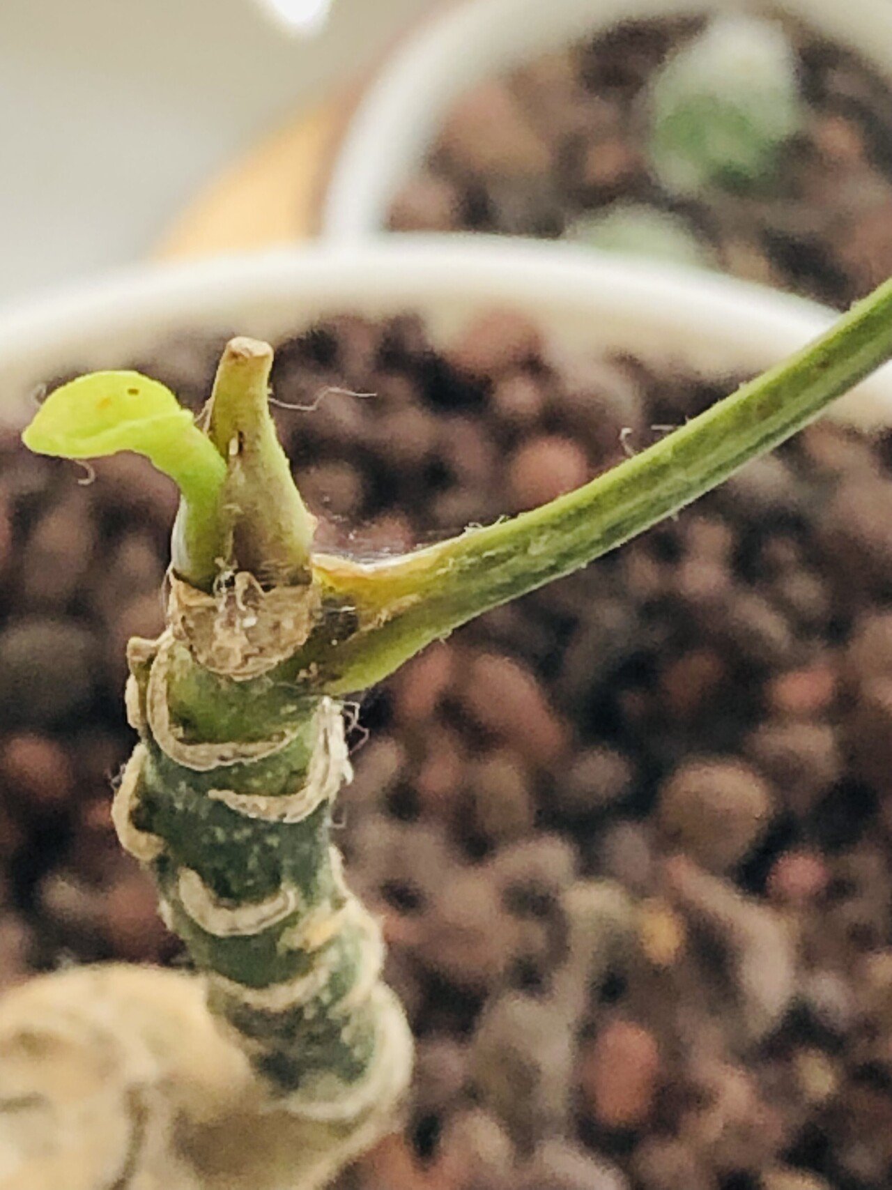 職員室に飾った観葉植物から新芽が出てきました 葉や茎が冬になりすべて枯れ落ちてしまっていたので心配していましたがやはり植物は強いですね 諦めずに水をやり続けることができ 良かったです あと1ヶ月足らずで 倉敷翠松高校 学年主任 前良治 Metamoji 岡山