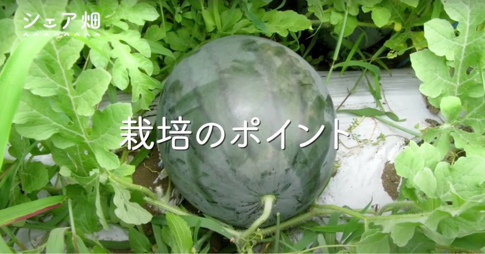 超巨大スイカ】10kg越えスイカの育て方！｜井上寅雄農園 / 井上隆太朗