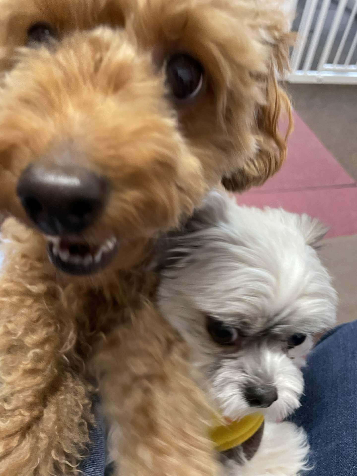 秋田市ペットサロン の新着タグ記事一覧 Note つくる つながる とどける