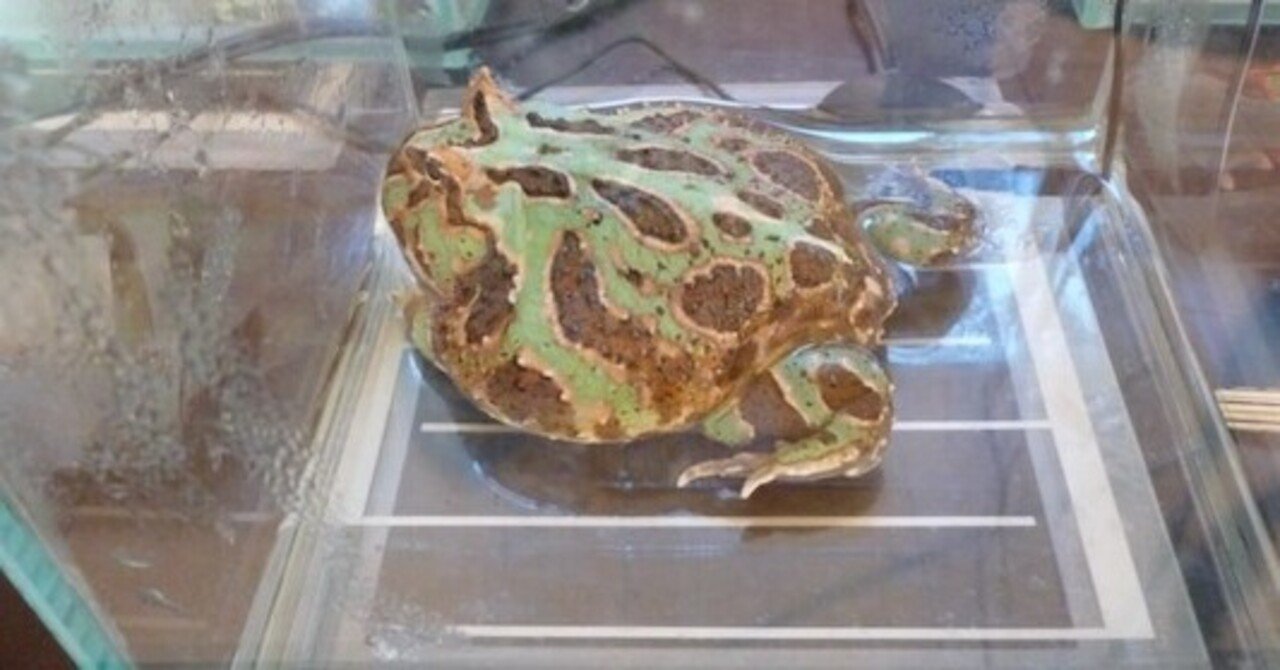 ツノガエルの餌について その二 高橋宏幸 Note ツノガエルの餌について その二 高橋宏幸 Note