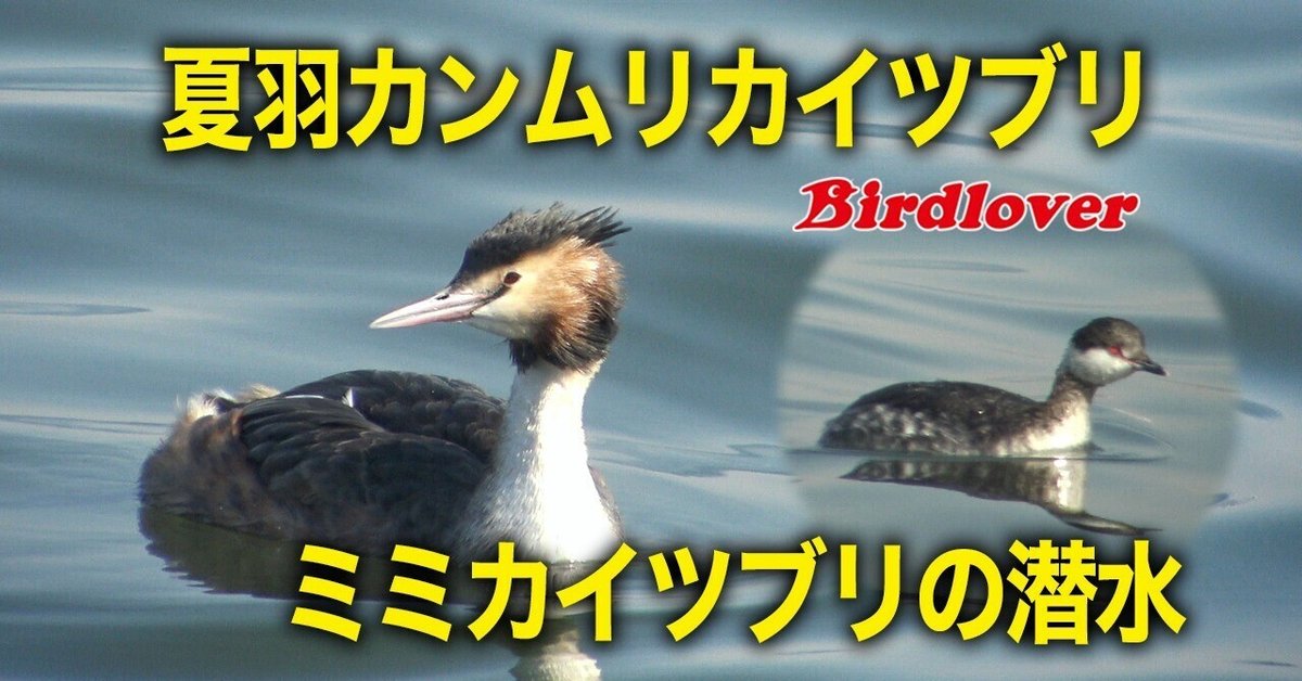 ミミカイツブリ&カンムリカイツブリ｜Birdlover