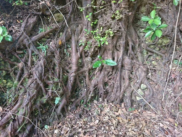 ガジュマルの根がびっしり岩肌に張り付いてる。
ここはムトゥヤーガーの中。当然、水はいっぱいあるから、こんな風に強い根がたくさん生えているのだ。