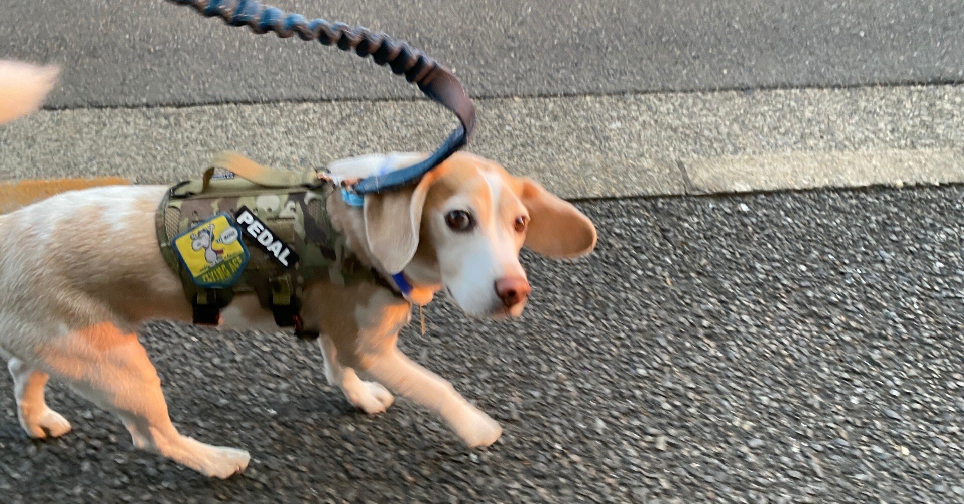 犬も歩けば棒に当たる とは 古賀史健 Note