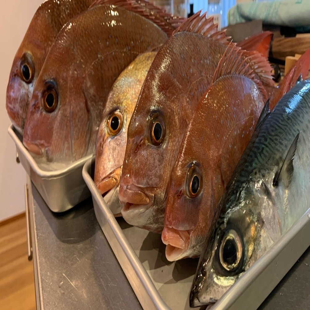 タイラバ　最終 Deep Tairaba in Tsuruga, April 1, 2025. The catching season