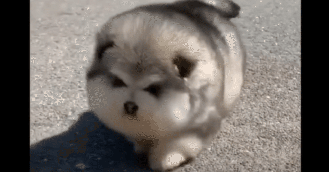 かわいい異星人が攻めてきたぞ 笑 アラスカンマラミュートとシベリアンハスキーの子犬 笑いの探求 幸福の探求 上達の探求 Note編 Note かわいい異星人が攻めてきたぞ 笑 アラスカンマラミュートとシベリアンハスキーの子犬 笑いの探求 幸福の探求 上達の探求 Note編 Note