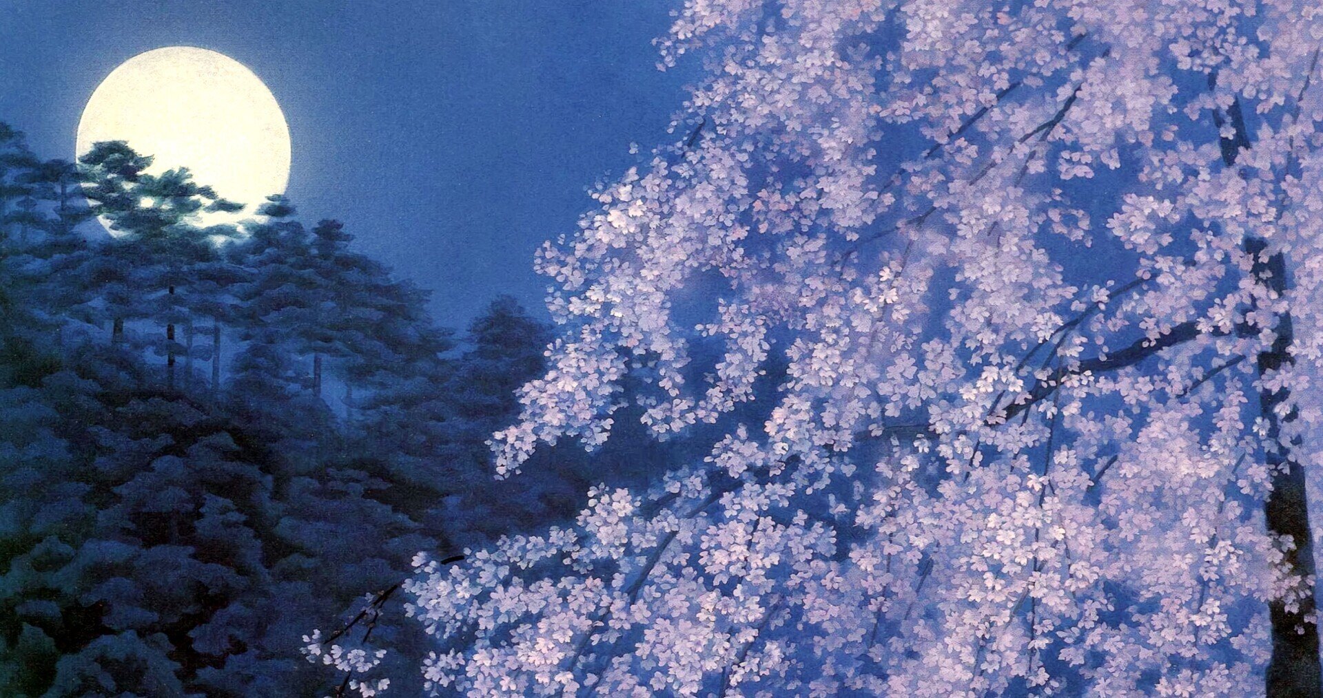 宵桜🌸|🌸桜子🌸 宵桜🌸|🌸桜子🌸