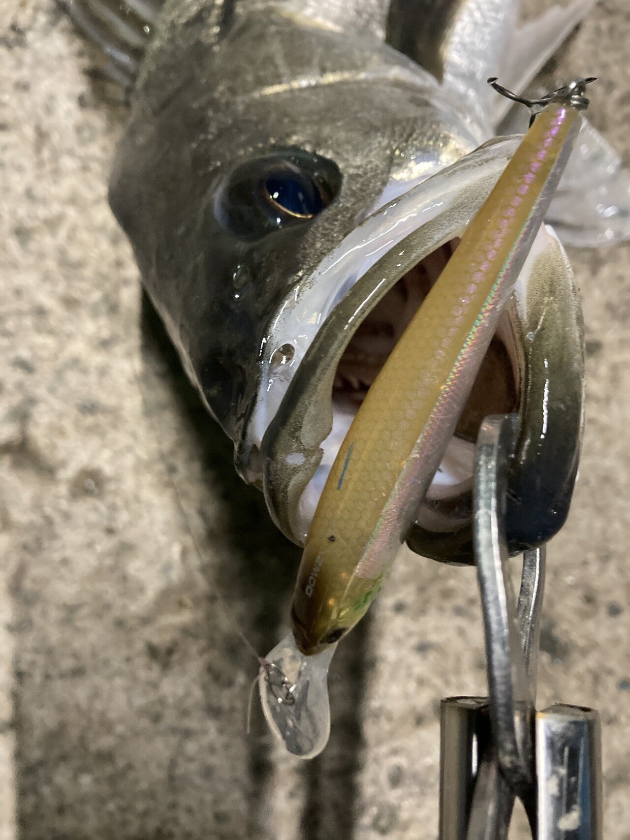 大阪シーバス ２０２２年２月の釣果と今更cdエリート７５ｓのインプレ 寝るか釣りか ドブ川シーバスゲーム Note