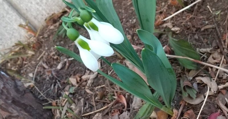 可憐な花 の新着タグ記事一覧 Note つくる つながる とどける 可憐な花 の新着タグ記事一覧 Note つくる つながる とどける