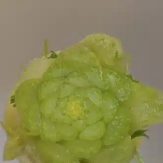 sokokokoni
