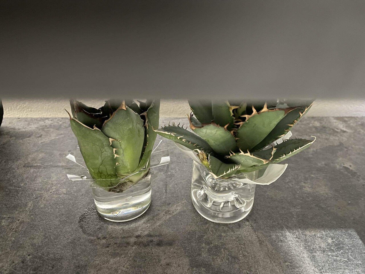 アガベリップルエフェクト 水栽培 発根中 発根済み Agave Ripple Effect