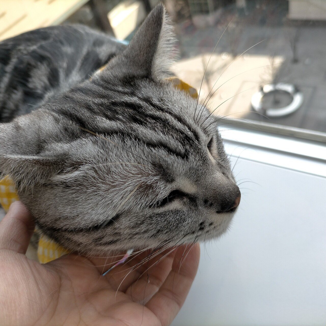 ミーコとねこ ๑ ლ ๑ ﾌ ﾌ ฅ ﻌ ฅ 今日もねこ様は いとをかし の巻 ミーコ 生き方研究家 Note