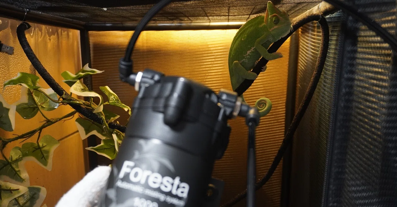 カメレオンたちのホームに Foresta（自動霧吹き）設置｜オオハシさん