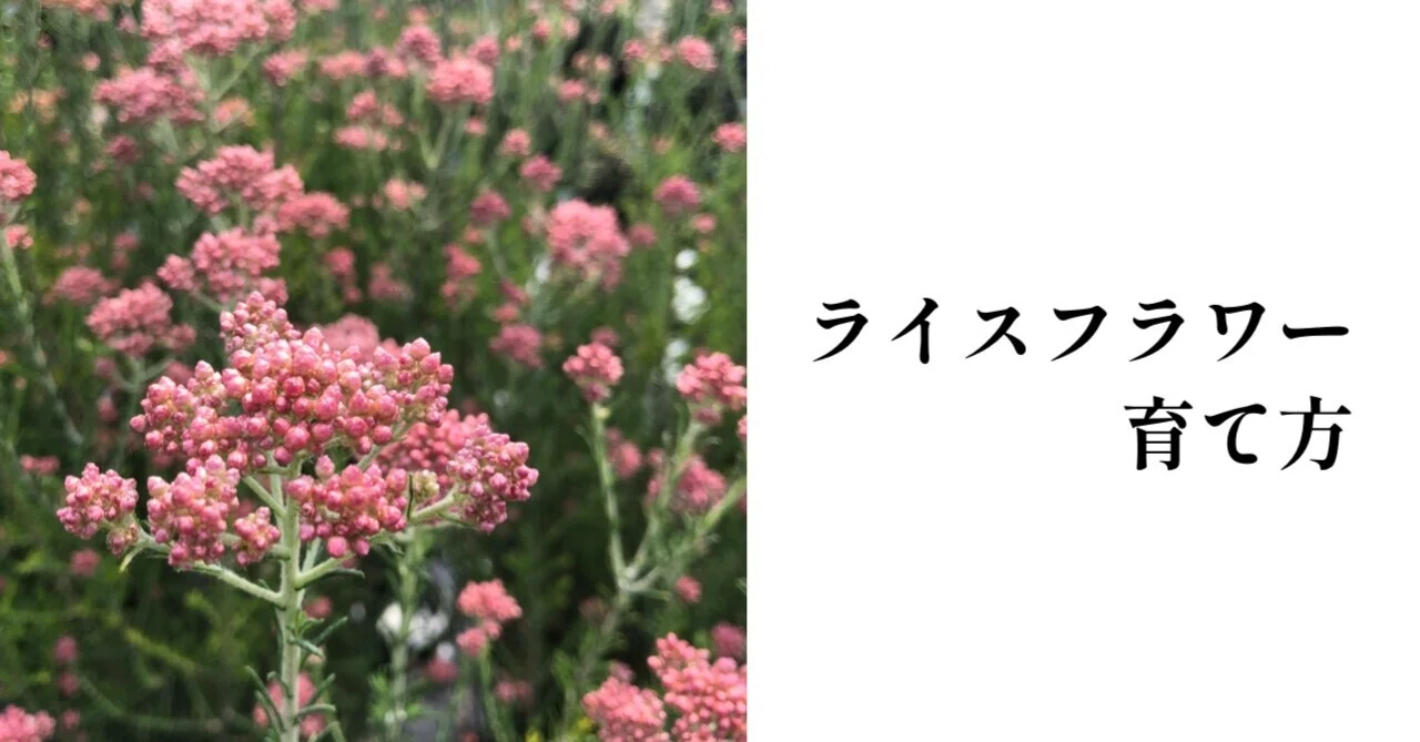 ライス フラワー の 育て 方