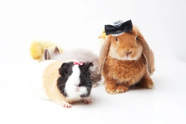 □うさぎとモルモットの違いは？一緒に飼う際の注意｜ペットの杜