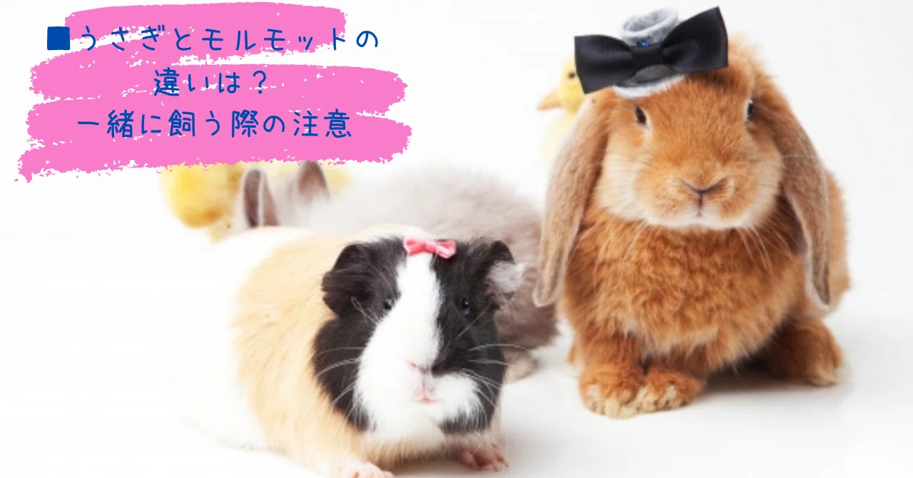□うさぎとモルモットの違いは？一緒に飼う際の注意｜ペットの杜