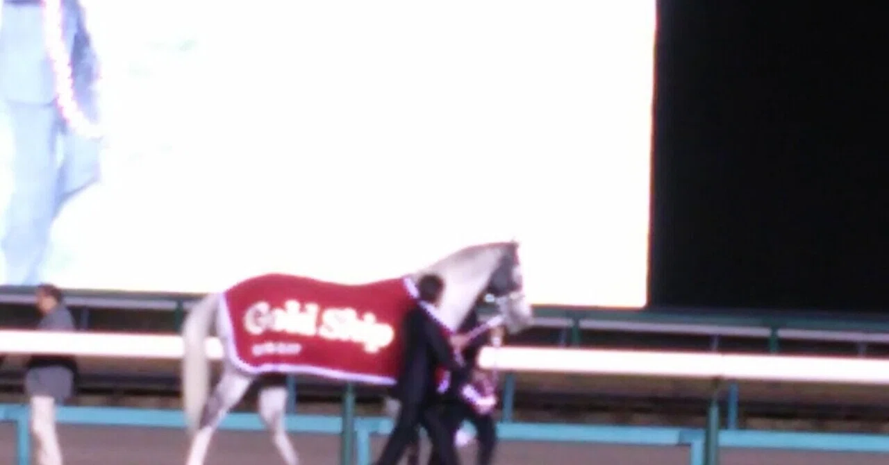 ウマ娘ファン必見！名馬ディープインパクトをはじめ東京優駿1着馬8頭の 