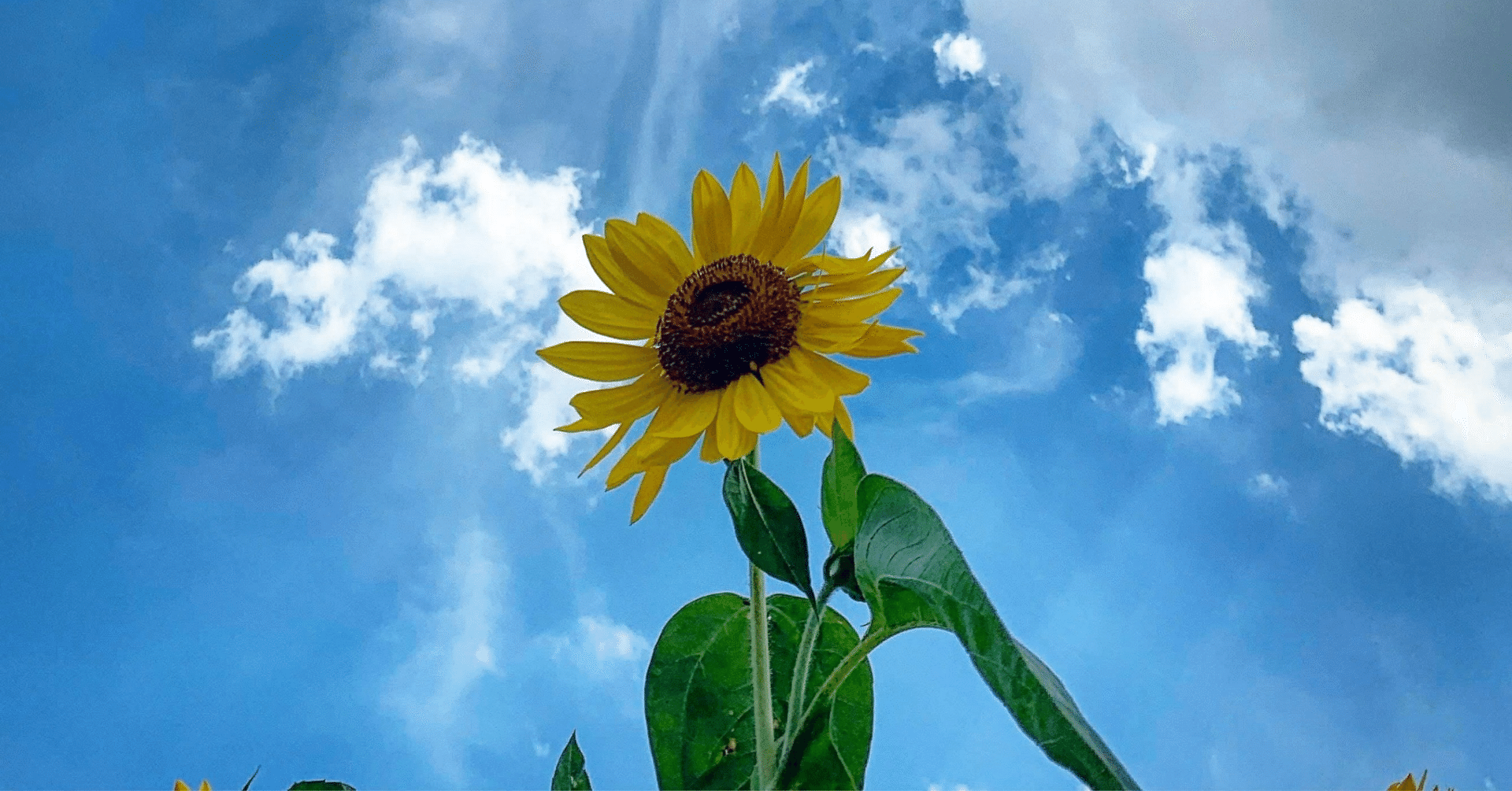 戦争に絶望した そのときに 櫻子 Note