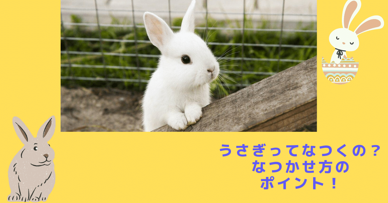 夏色うさぎ うさぎってなつくの？なつかせ方のポイント！｜うさぎの杜の学校