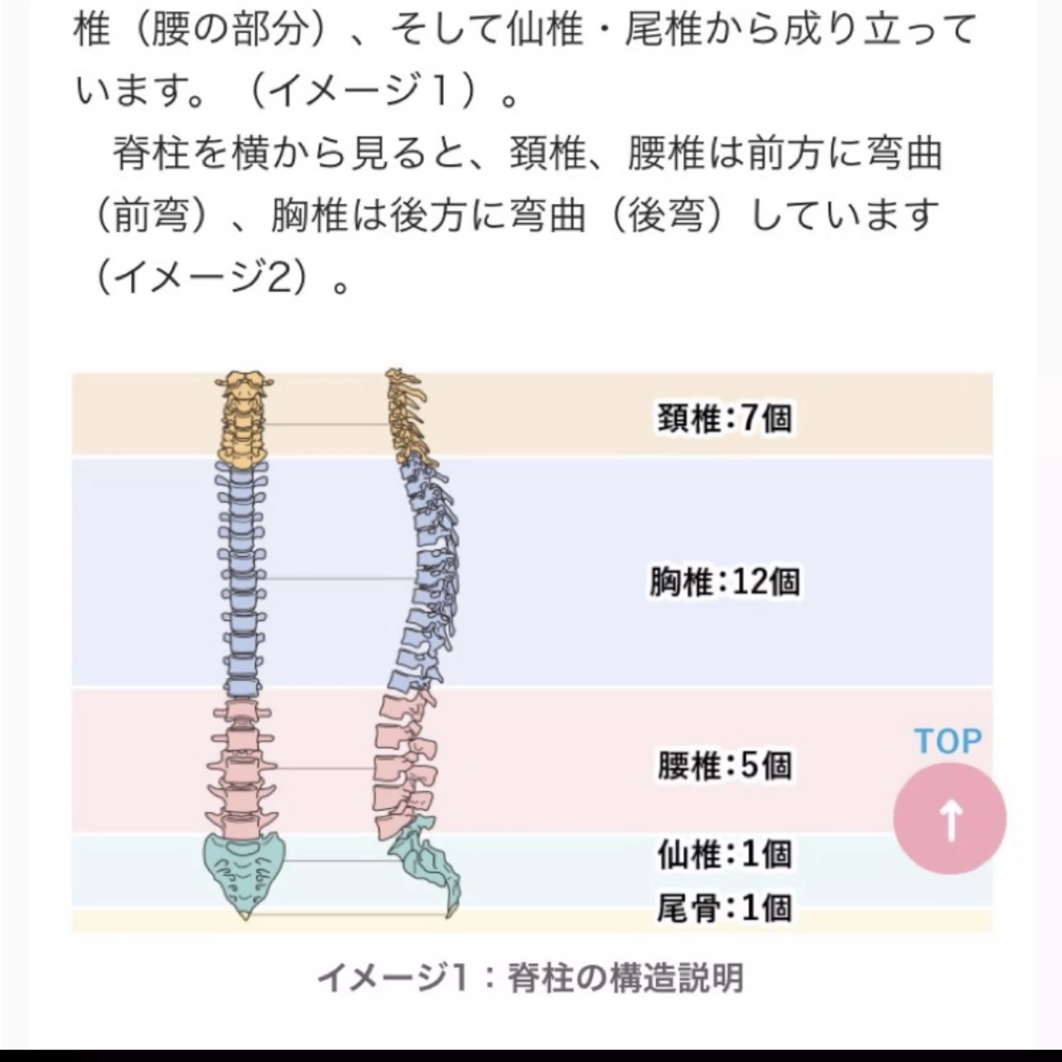 さくら〜カイロリラクゼーション