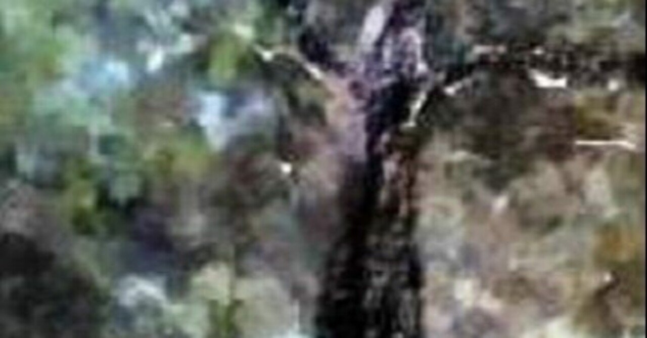 安波 あは のサキシマスオウノキ しぜんのまほう Note 安波 あは のサキシマスオウノキ しぜんのまほう Note