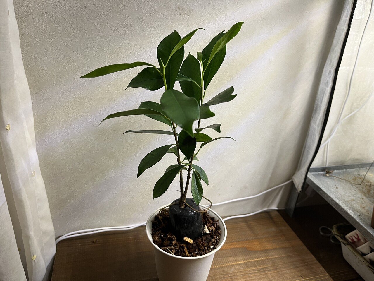 家の植物 22 3 5 Nakada Shugo Note