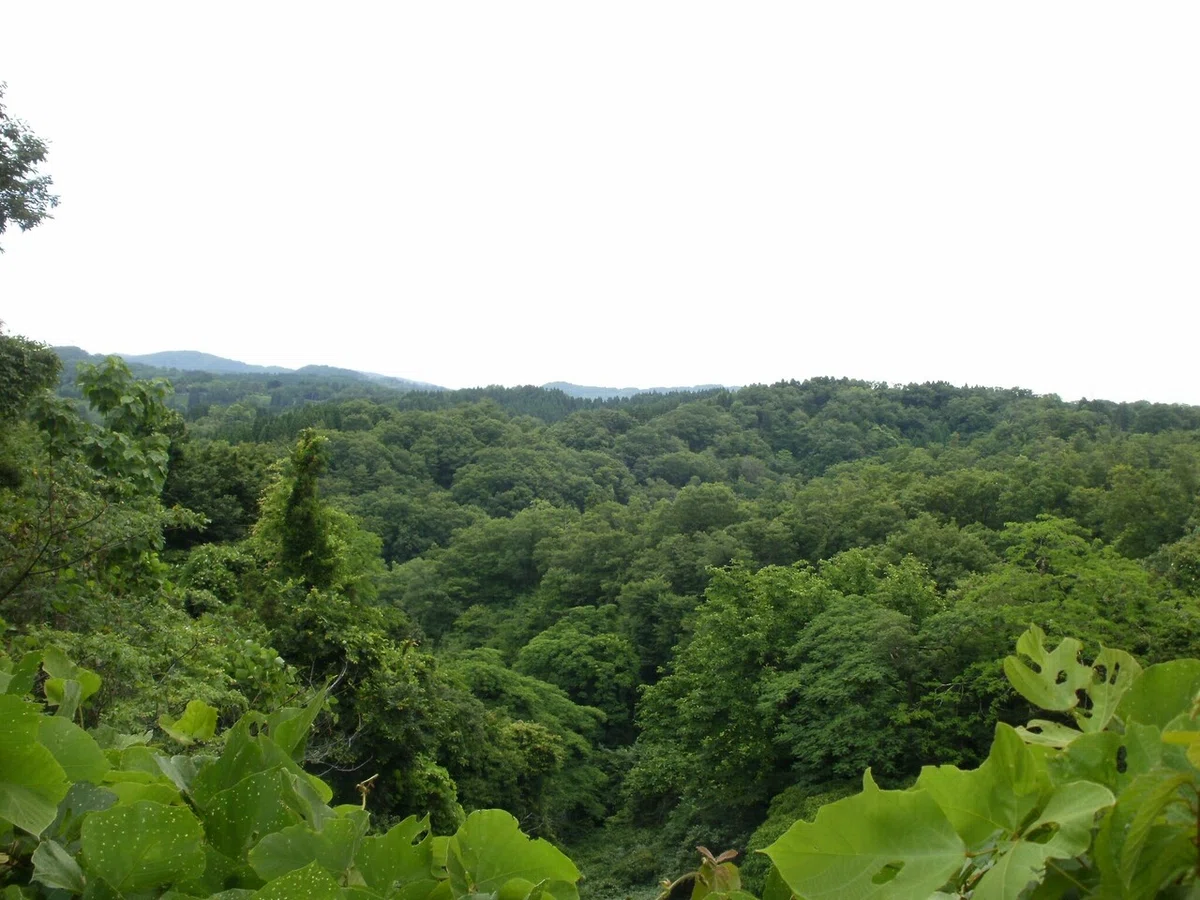 画像1