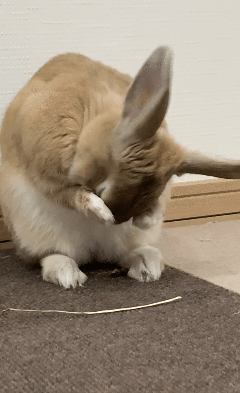 うさぎさん日記 ぼくとし Note