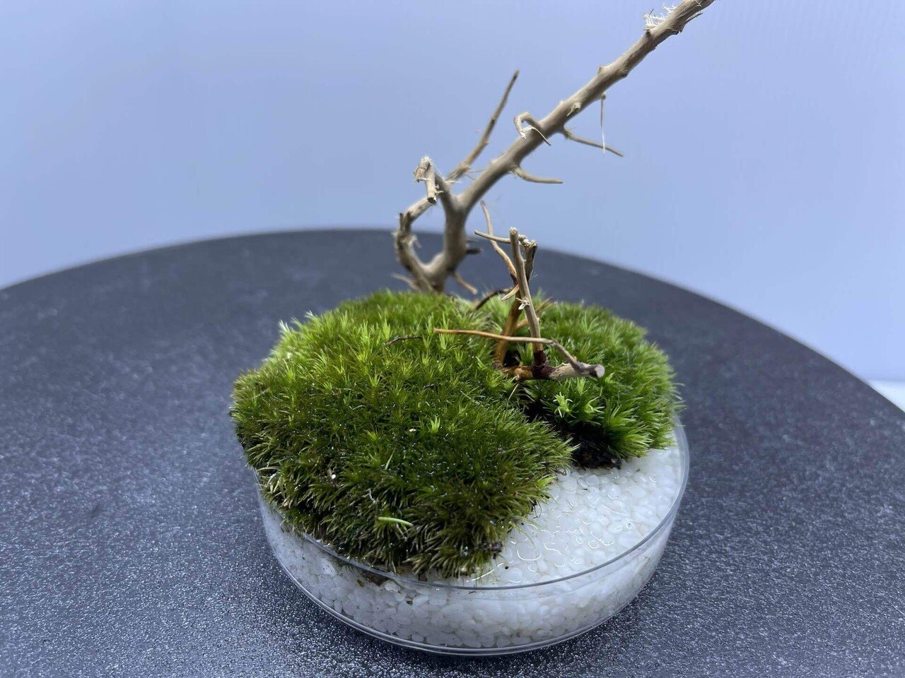 苔テラリウム　No.４９１ 苔テラリウム No.491 No.04 苔テラリウム とある庭の冬の終わり｜