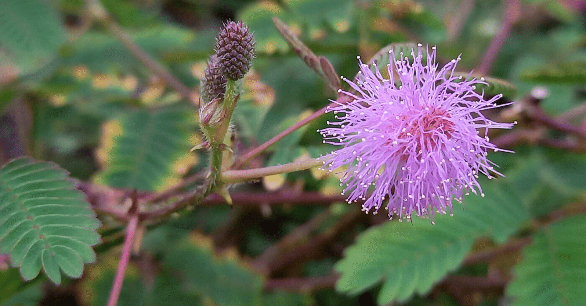 要領よく生きるために 刺激になれる オジギソウ Makoto Shirasu Note