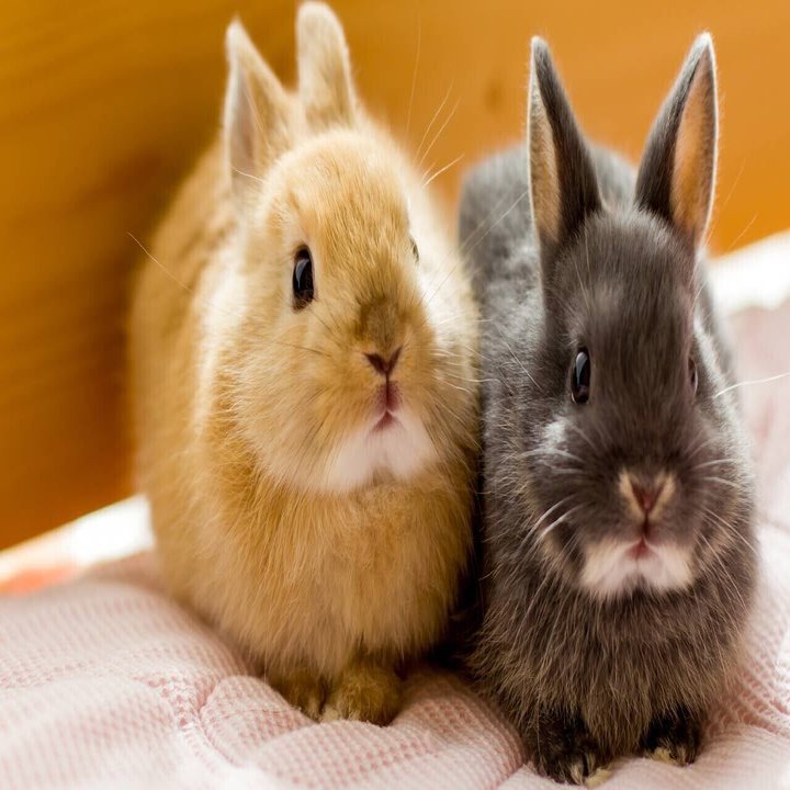 ウサギとオーストラリアの0年戦争 小池 克幸 モノ創り経営者 フラッと知恵袋になるnote Note