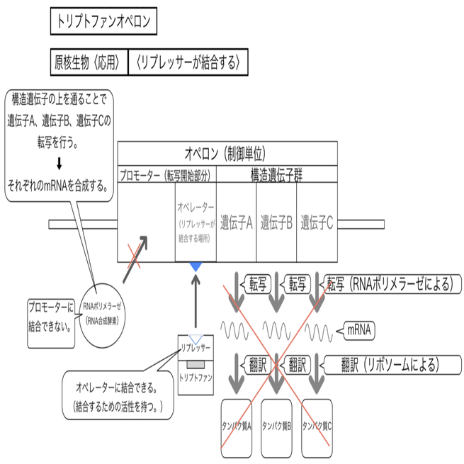 原核細胞の転写 トリプトファンオペロン 基本 高校生物 やくほーし Note