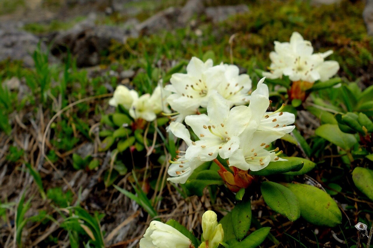 優しい色の花 キバナシャクナゲ Hhaannaaiihh Note