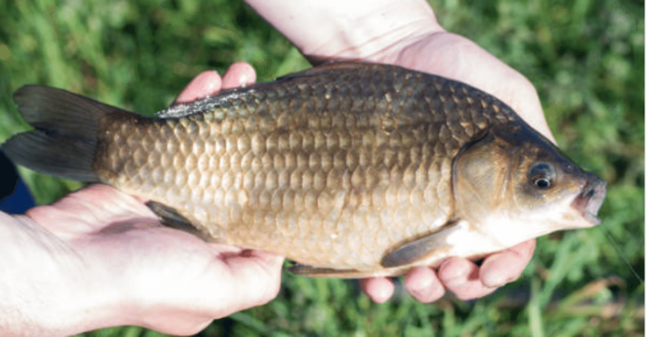 ヘラブナ釣り講座 ヘラブナ釣りの準備と餌の付け方 魚釣りライター つりペン Note